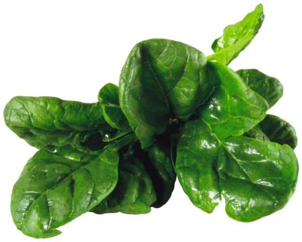 Spinach 12”